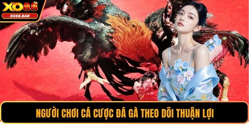Người chơi cá cược đá gà theo dõi thuận lợi