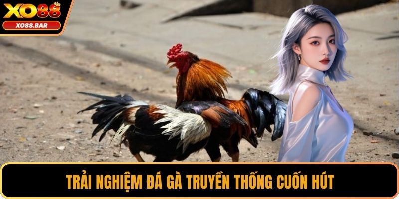 Trải nghiệm đá gà truyền thống cuốn hút